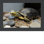 turtles groupe