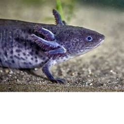 Axolotl's Game PVP