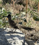 Roadrunners!