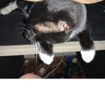 the cat like to meow