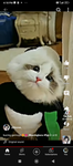 Grup Cats cute