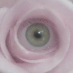 Whorls Group Thumbnail