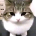 crying.cat.