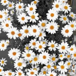 Xoxo daisy