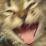 Temmie Is Real