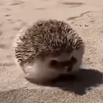 hedgehog co.