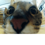frol