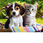 cats or dogs