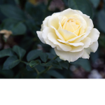 Snow Whites Roses