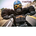 THE GORILLA KING