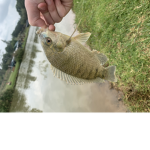 Simon fishing