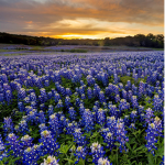 Blue Bonnies