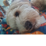 Puppy4ever