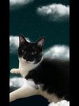 Micky group ps my cat