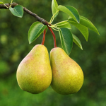 Orchard Creations