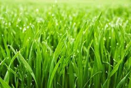 Touch grass simulator