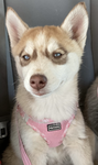 Doge floof head