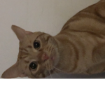 Catsare_amazing