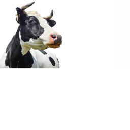 (MU1) Cow Obby