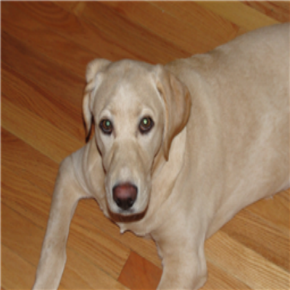 dog dog Roblox decal