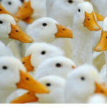 Duck Territory