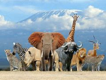 voices for animals