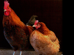 Utah’s cool chicken group