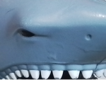 OMG A SHARK ATTACK TODAY