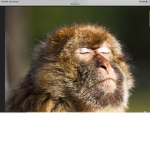 Sunnymonkey