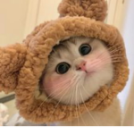 Kawaii Choclates
