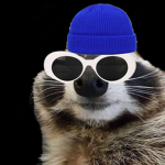 Raccoons with beanies