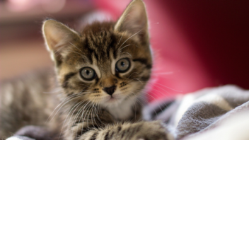 Maya's Free Admin Hangout!