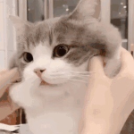CA | CAT ARMY