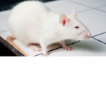 rat gangs