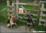 DOWGS