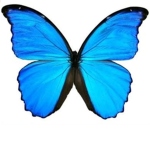 GRACE BUTTERFLY