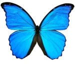 BUTTERFLYgrace Group Thumbnail