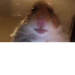 HAMSTER CULT TEAM YO