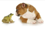 Frogs Dogs United