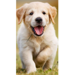 Puppys for ever.
