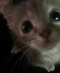 Kittens heart me meow meow