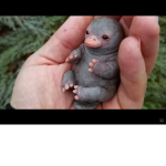 Sidney the baby platypus!
