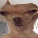 ewjsdjwebdj