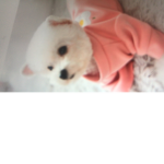###### milk puppy