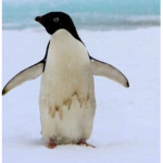 Club penguins (the penguin homes)