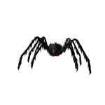 Pet Spider