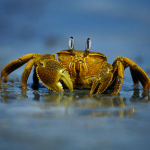 Planet crabs studios