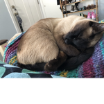 I am cat