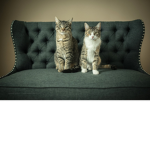kitten hangout group