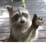 Give roux plis